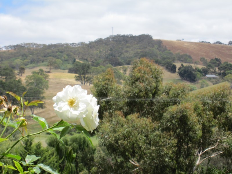 Lot 48 Jamieson Street, Forreston SA 5233