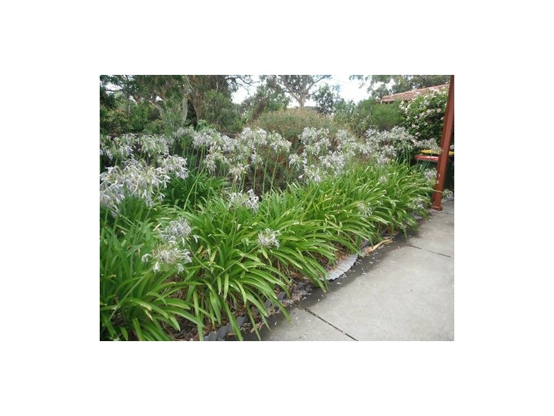 1/11 Avago Street, St Agnes SA 5097