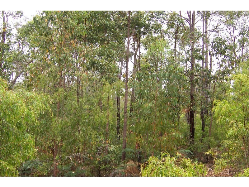 Lot 70 Rainbow Trout Retreat, Quinninup WA 6258