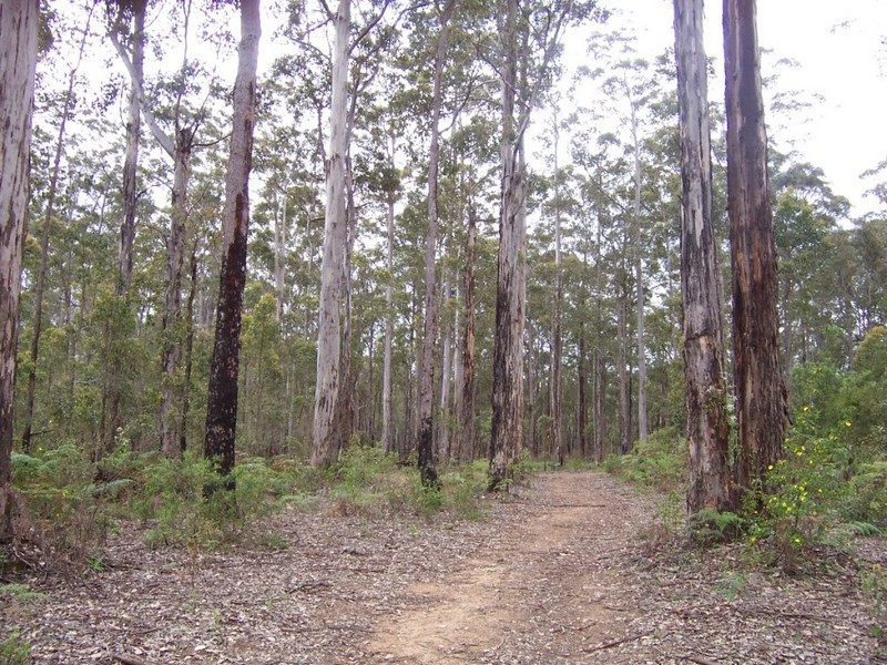 Lot 115 Karri Lane, Quinninup WA 6258