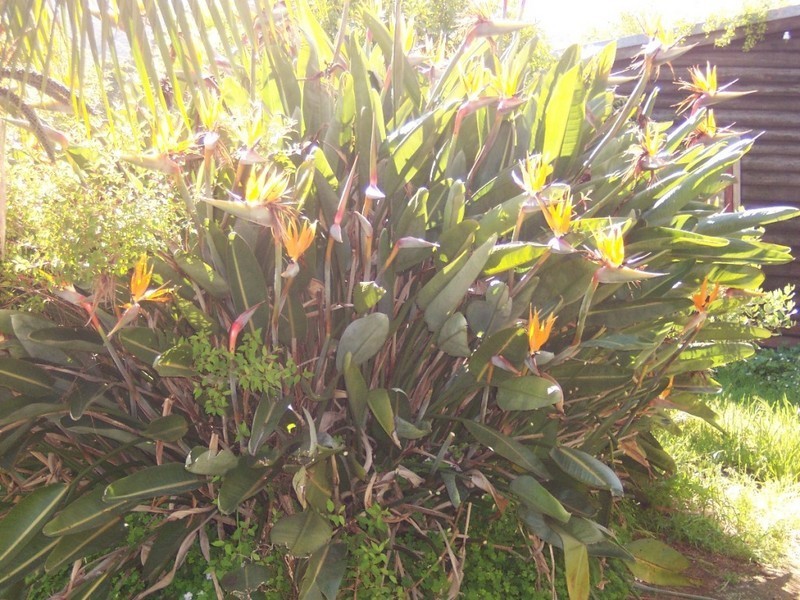 7 Guppy Street, Pemberton WA 6260