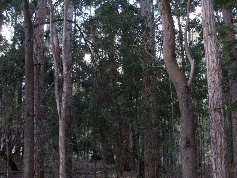 Lot 133 Karri Lane, Quinninup WA 6258