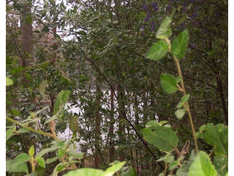 Lot 91 Karri Lane, Quinninup WA 6258