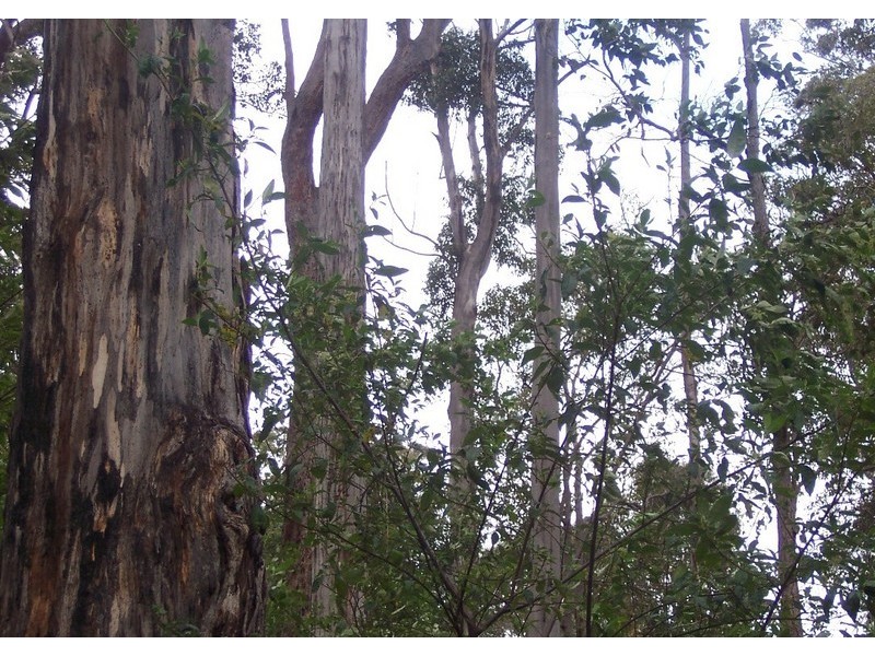 Lot 91 Karri Lane, Quinninup WA 6258