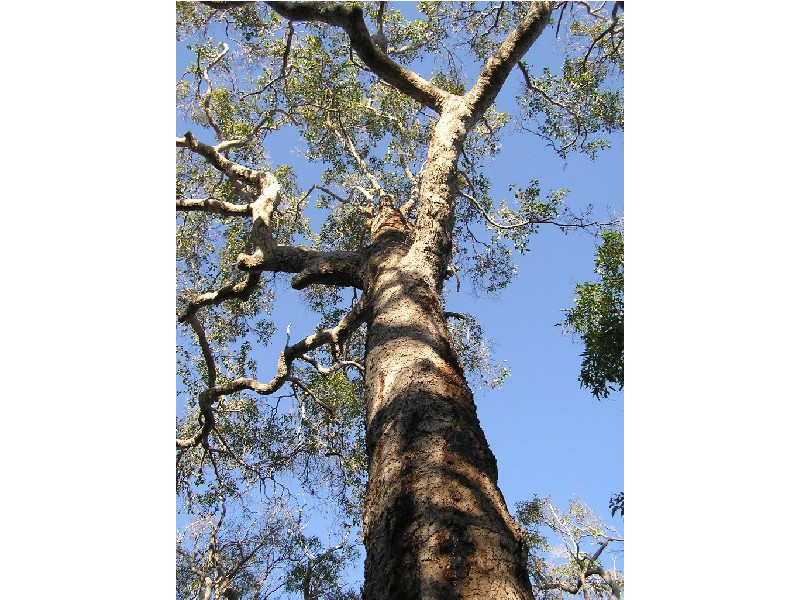 Northcliffe WA 6262