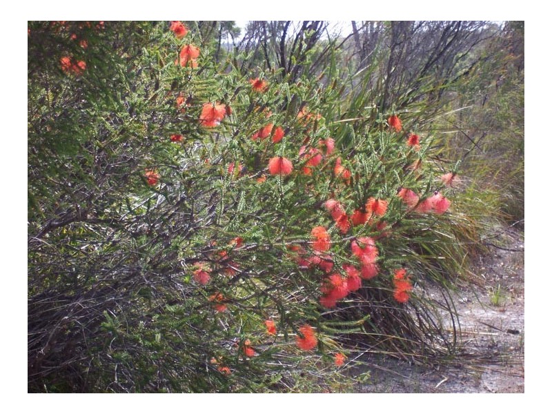 Northcliffe WA 6262