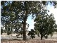 Lot 15 Junction Road, Manjimup WA 6258