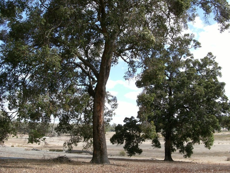 Lot 15 Junction Road, Manjimup WA 6258