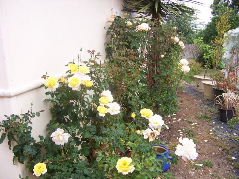 30 Clark St, Manjimup WA 6258