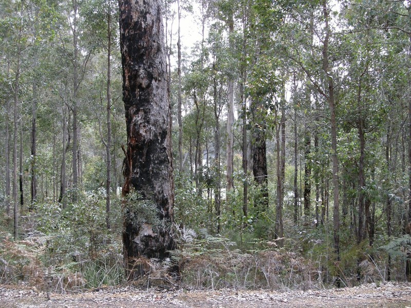 Lot 34 Karri Lane, Quinninup WA 6258