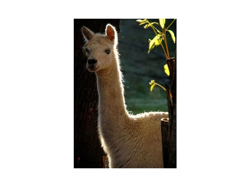 LOT 1  SOUTH WESTERN HIGHWAY, Middlesex WA 6258