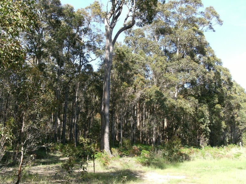 Lot 4 Muschamp Road, Manjimup WA 6258
