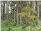Lot 4 Muschamp Road, Manjimup WA 6258