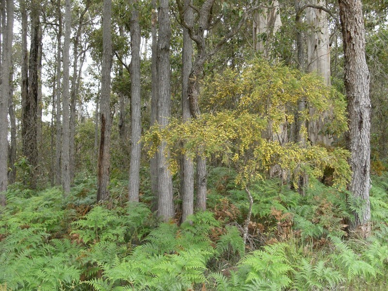 Lot 4 Muschamp Road, Manjimup WA 6258