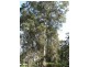 Lot 4 Muschamp Road, Manjimup WA 6258