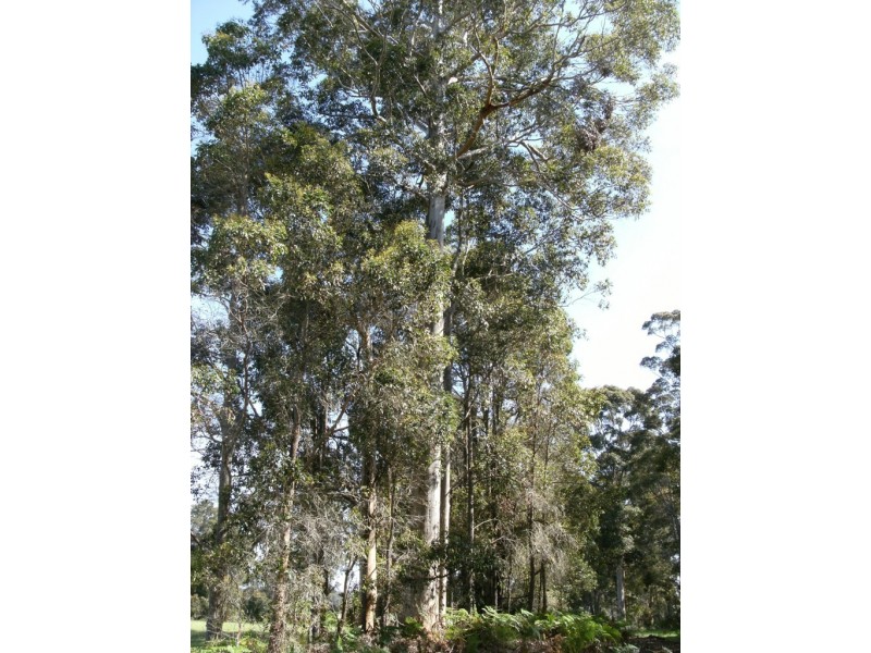 Lot 4 Muschamp Road, Manjimup WA 6258