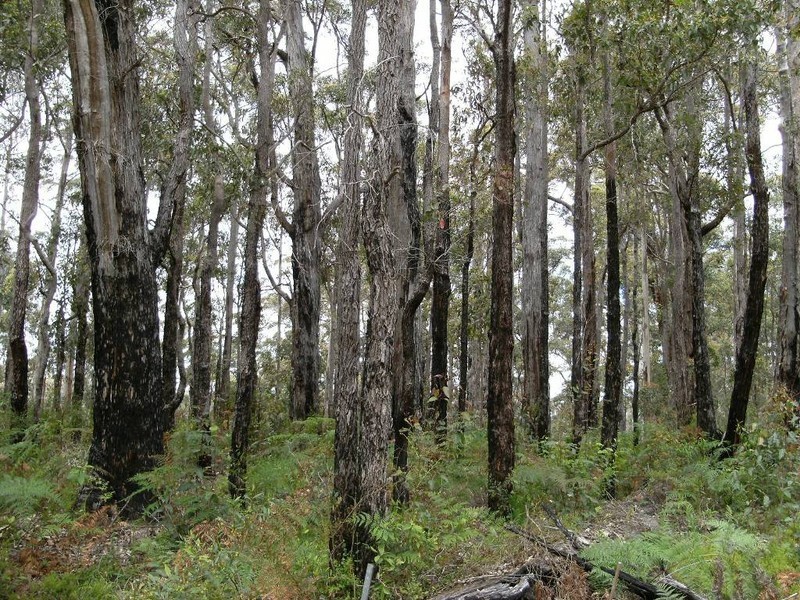 Lot 43 Karri Lane, Quinninup WA 6258