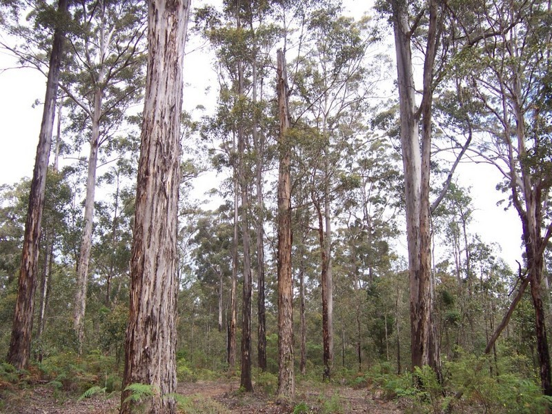 Lot 115 Karri Lane, Quinninup WA 6258