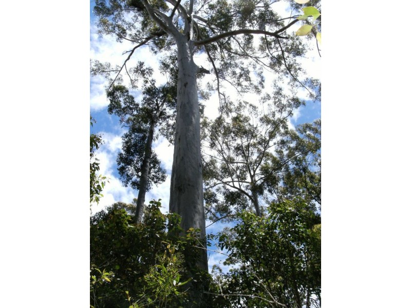 Lot 117 Karri Lane, Quinninup WA 6258