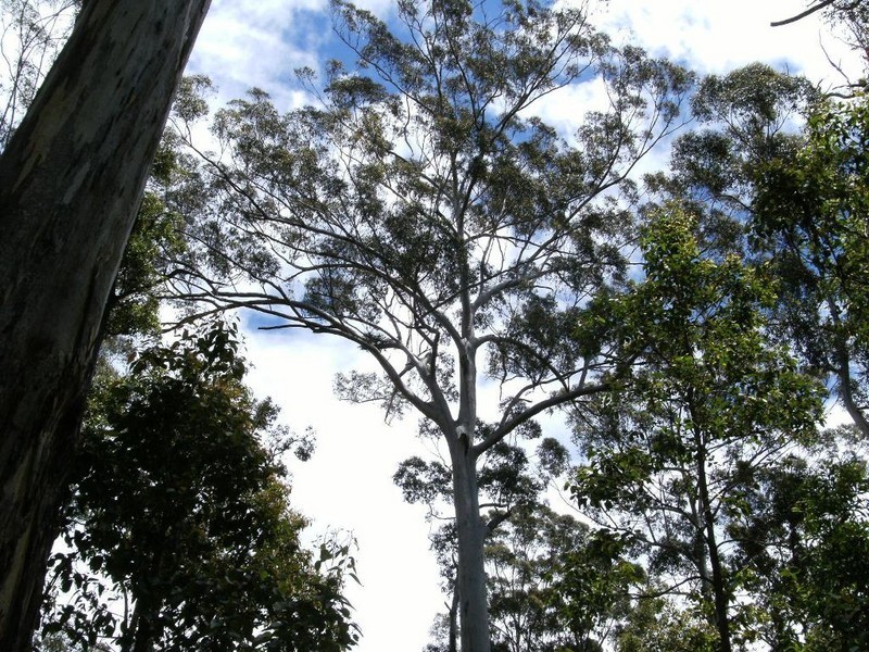 Lot 117 Karri Lane, Quinninup WA 6258