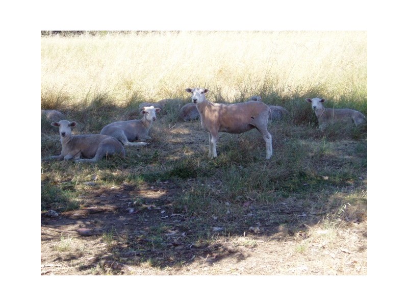 14 Ralph Rd, Manjimup WA 6258