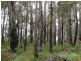 Lot 43 Karri Lane, Quinninup WA 6258