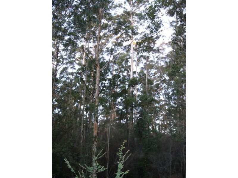 Lot 84 Plackett Drive, Pemberton WA 6260