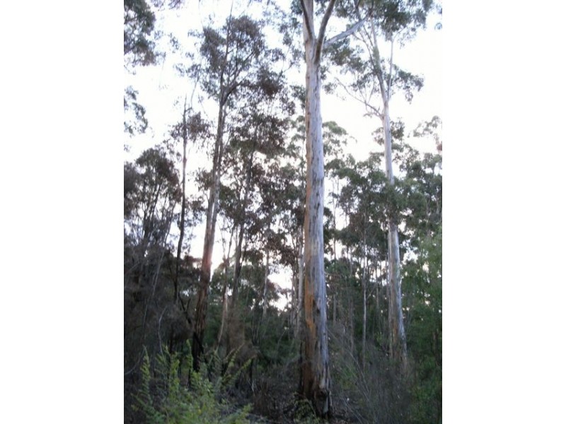 Lot 84 Plackett Drive, Pemberton WA 6260