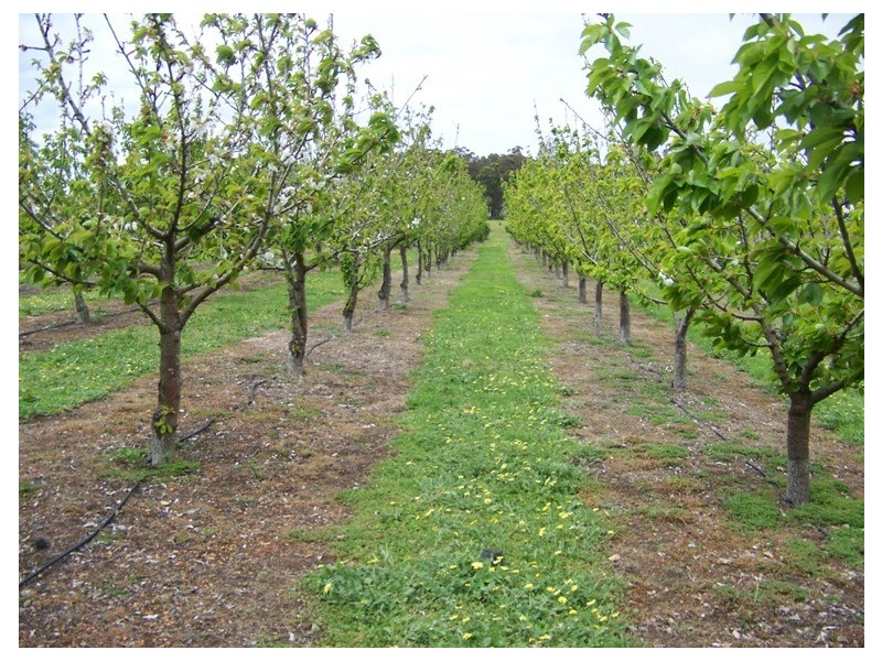 lot 6 South West Highway, Manjimup WA 6258