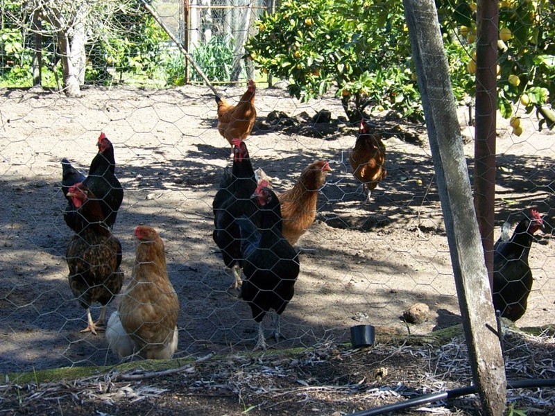 NL 8975 Karinda Rd, Manjimup WA 6258