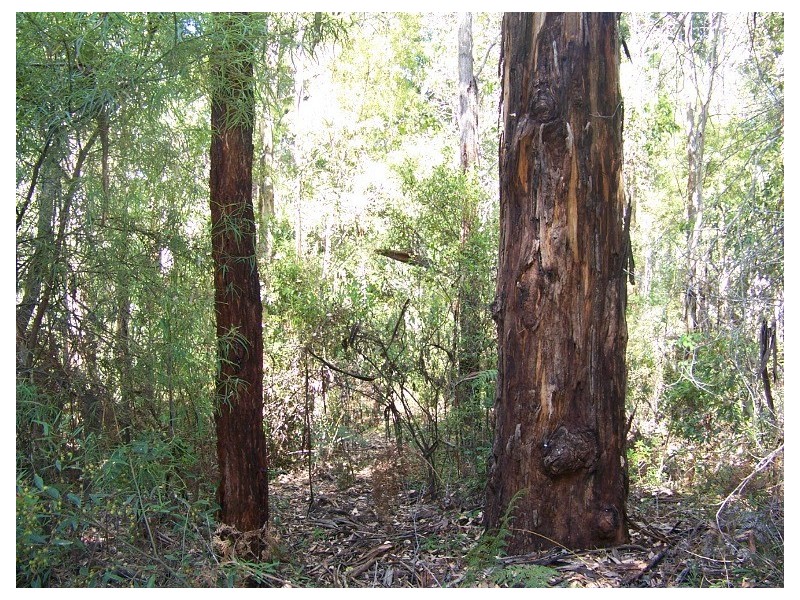 97 Karri Lane, Quinninup WA 6258