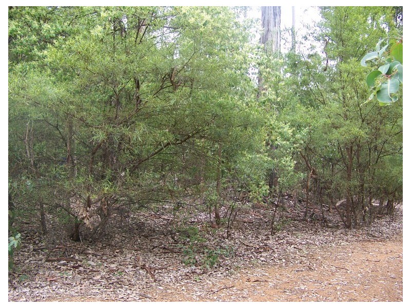 97 Karri Lane, Quinninup WA 6258