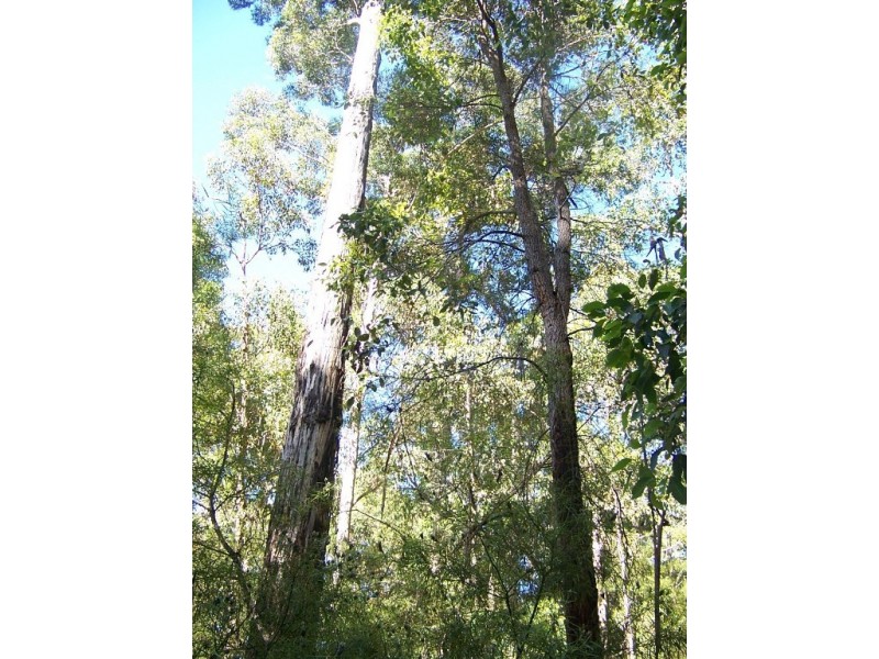 97 Karri Lane, Quinninup WA 6258