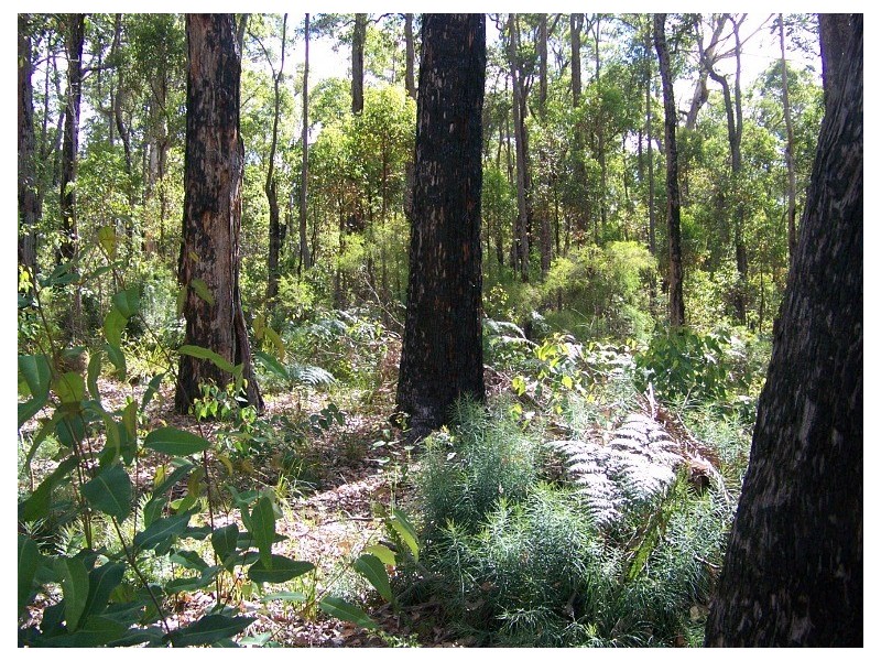 28 KARRI LANE, Quinninup WA 6258