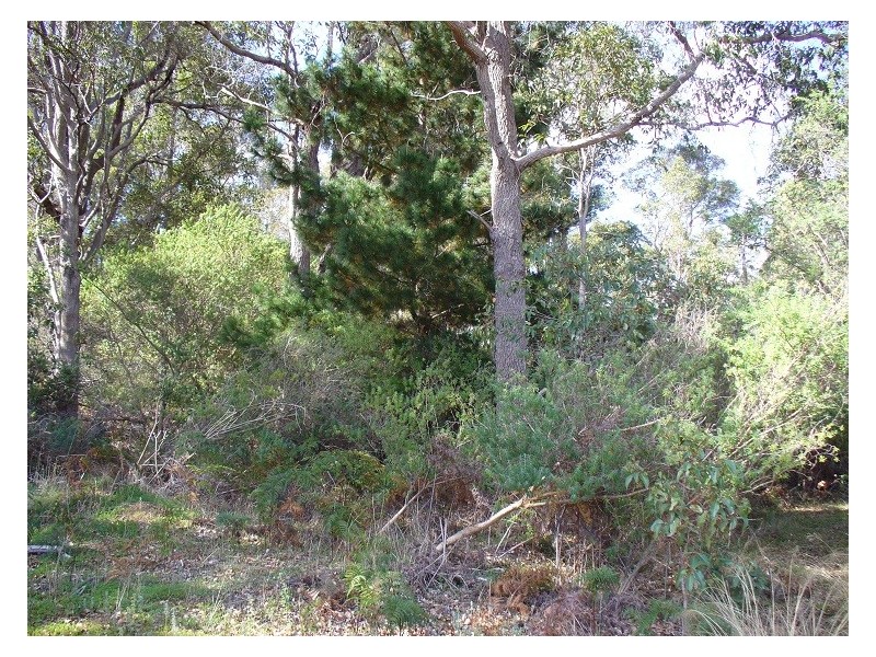 15 George Street, Greenbushes WA 6254