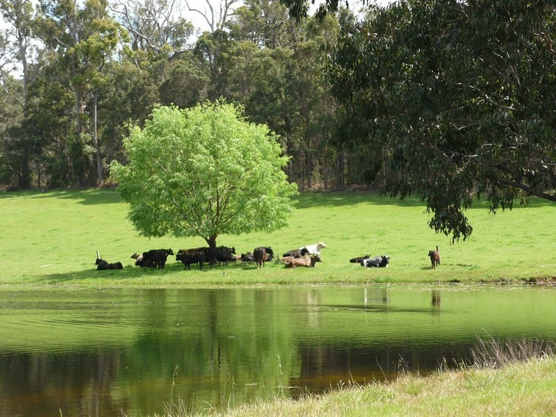 Loc 3116 Muir Highway, Manjimup WA 6258