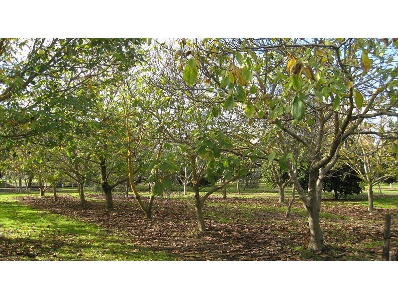 39 Becker Street, Manjimup WA 6258