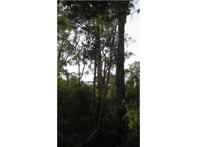 31 Karri Lane, Quinninup WA 6258