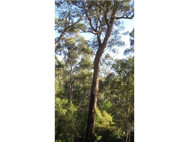 Lot 121 Karri Lane, Quinninup WA 6258