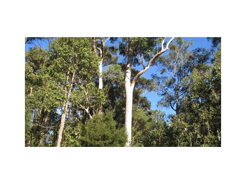 Lot 121 Karri Lane, Quinninup WA 6258