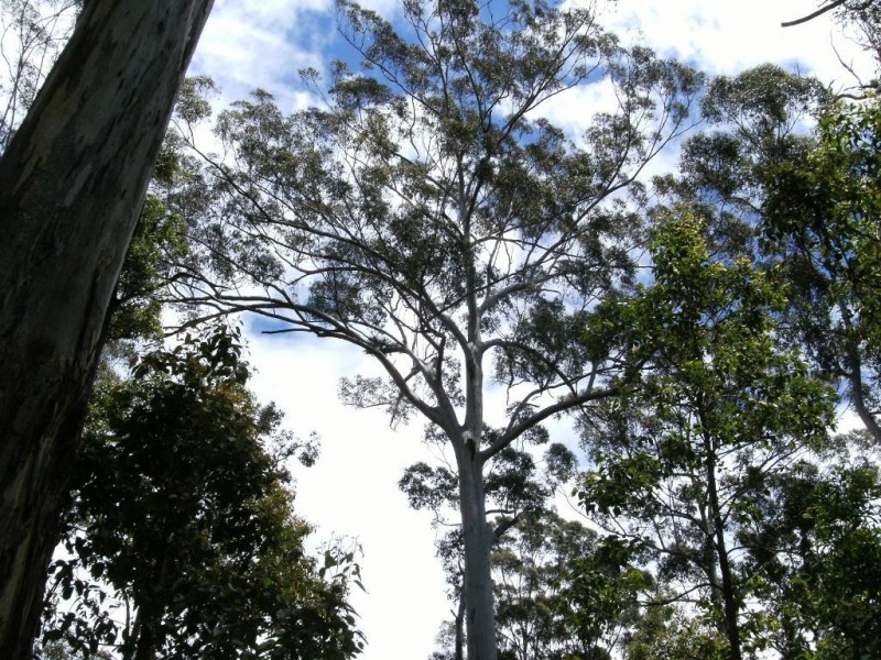 118 Karri Lane, Quinninup WA 6258