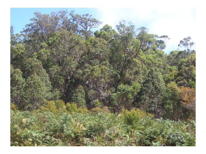 Lot 1 Doublebridges Road, Northcliffe WA 6262