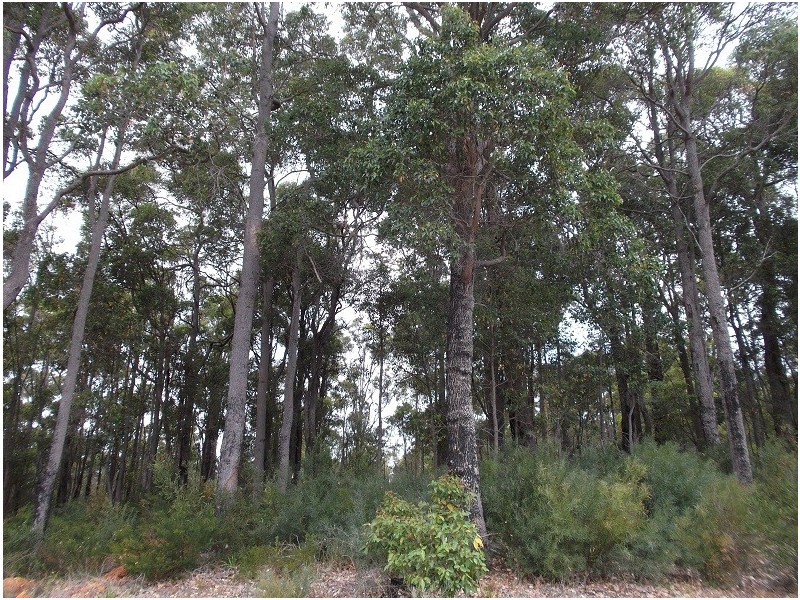 137 Betsworth Street, Northcliffe WA 6262