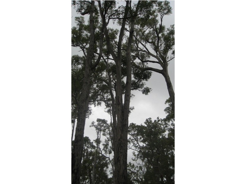 Lot 43 Karri Lane, Quinninup WA 6258