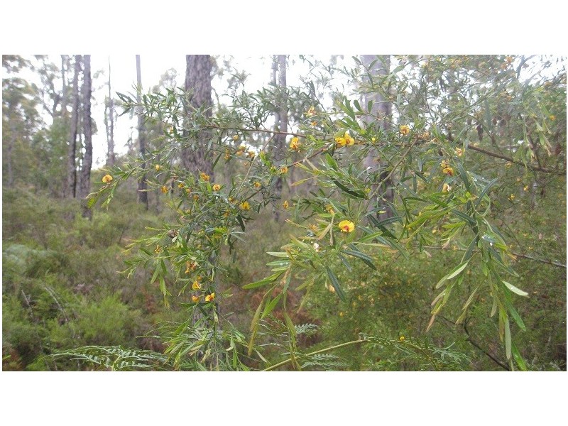 Lot 43 Karri Lane, Quinninup WA 6258