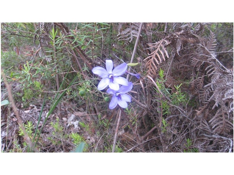 Lot 43 Karri Lane, Quinninup WA 6258