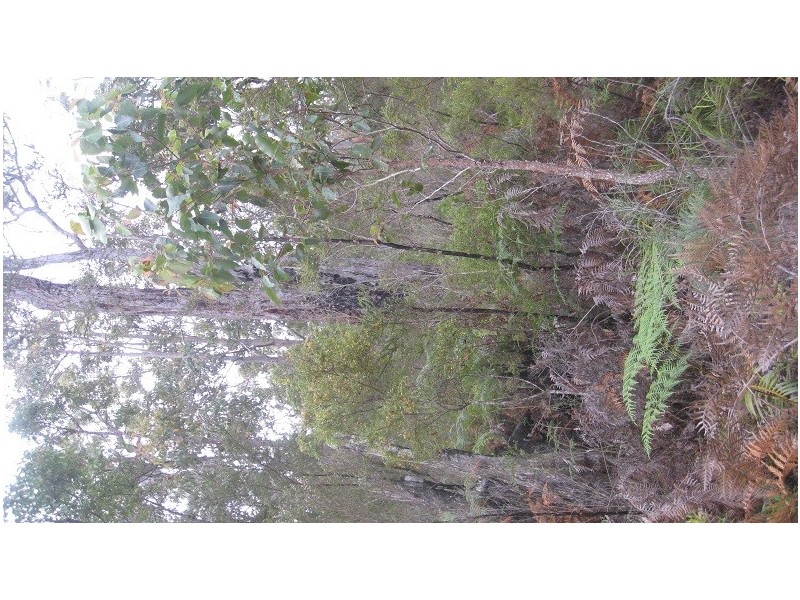 Lot 43 Karri Lane, Quinninup WA 6258