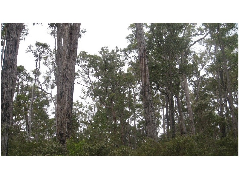 Lot 43 Karri Lane, Quinninup WA 6258