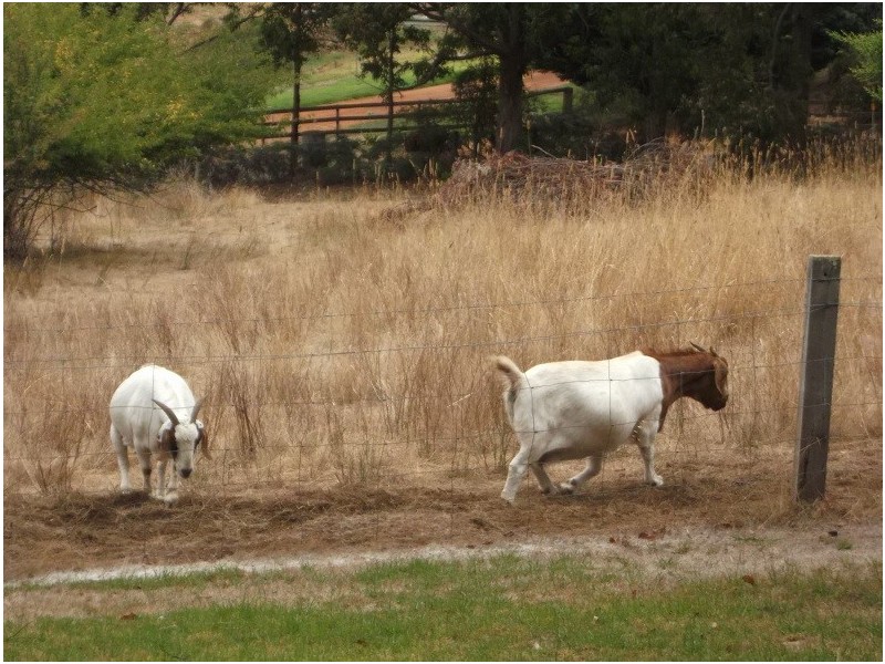 806 Balbarrup Road, Manjimup WA 6258