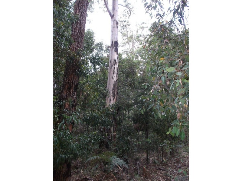 36 Karri Lane, Quinninup WA 6258